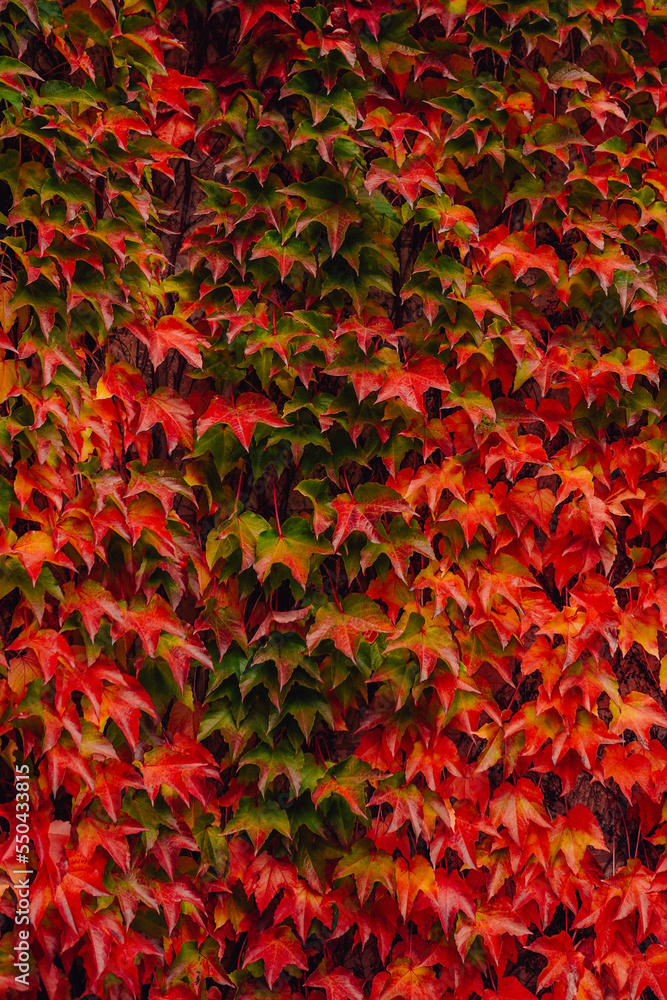 Colorful background made of autumn leaves. Colorful background made of autumn leaves.