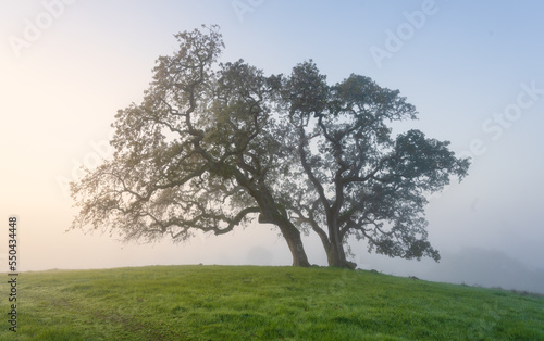 A foggy morning in Marin, California.  photo