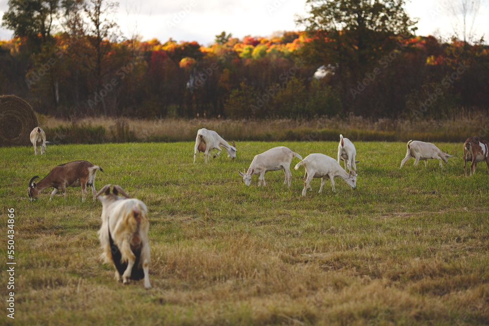 Saanan and Alpine dairy goats on a small farm in Ontario, Canada. Saanan and Alpine dairy goats on a small farm in Ontario, Canada.