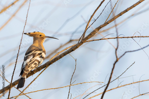 Common Hoopoe (Upupa epops), adult perched on branch. Nepal. photo