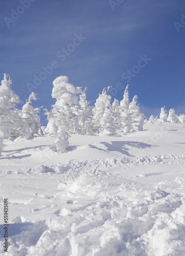 青空の下に樹氷が並ぶ風景
