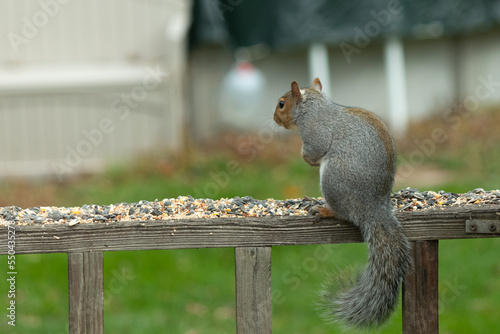 This cute little grey squirrel loves to come to the my deck for birdseed. This cute little critter has such pretty grey and brown fur. I love his fluffy tail. He is fattening up for the winter.