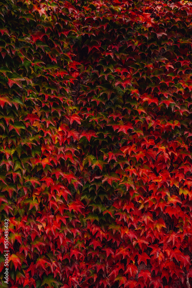 Colorful background made of autumn leaves.