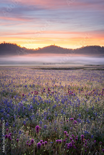 A photo of the 2022 wildflower bloom in the Central Valley of California.