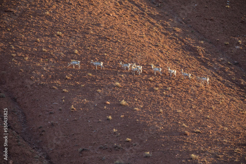 Pronghorn antelope in the red hills of the gros ventre photo