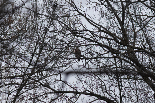 I love the look of this Cooper s hawk almost lost in the tree limbs helping to hide it. You cannot see it clearly but this beautiful bird of prey is busy hunting for whatever scurries by.