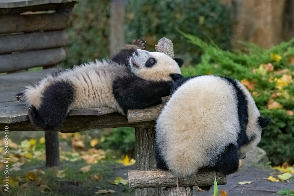 Giant pandas, bear pandas, two babies playing together
Giant pandas, bear pandas, two babies playing together