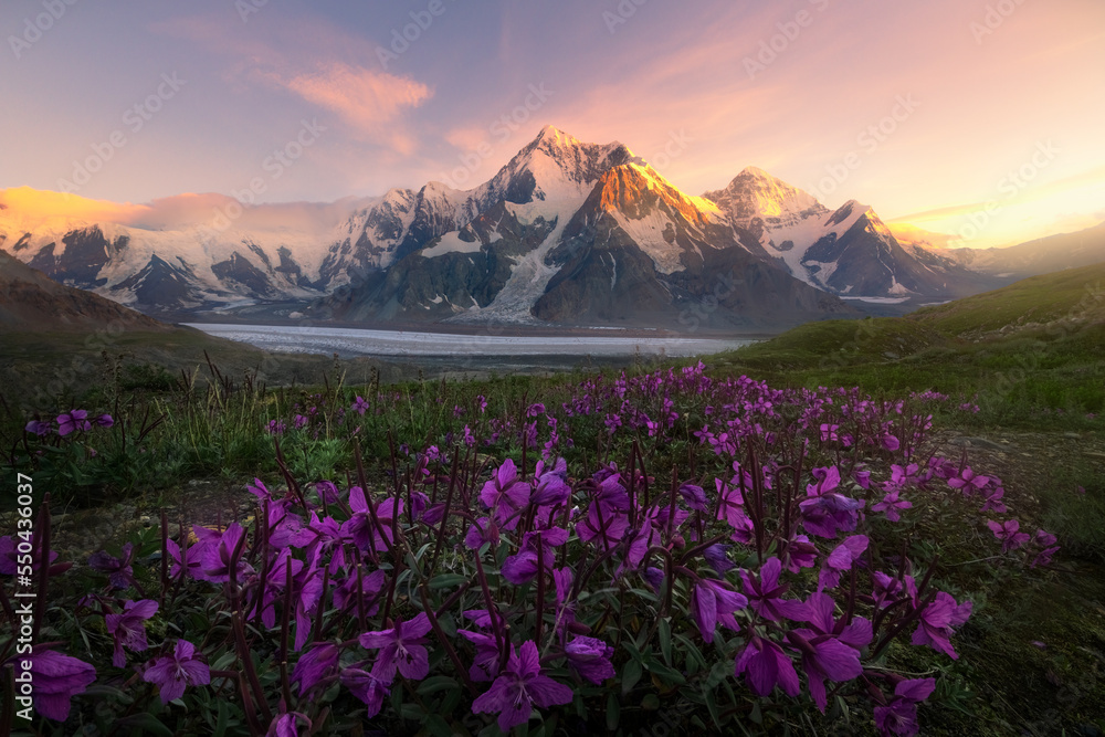 mountain at sunset with flowers mountain at sunset with flowers
