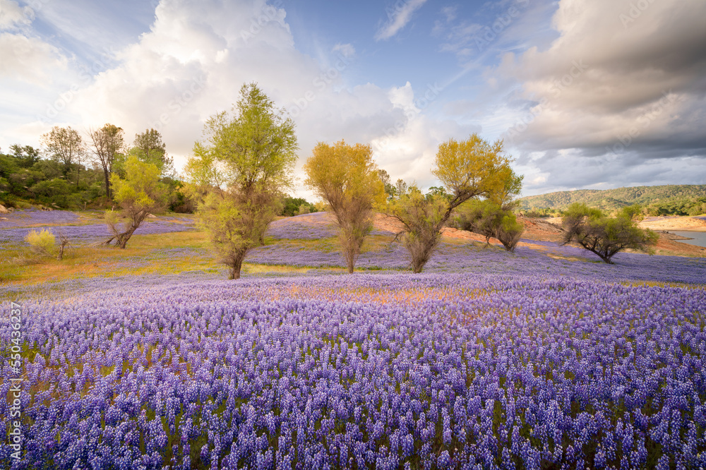 Spectacular lupine super bloom, Folsom Lake in the Central Valley of California. Spectacular lupine super bloom, Folsom Lake in the Central Valley of California.