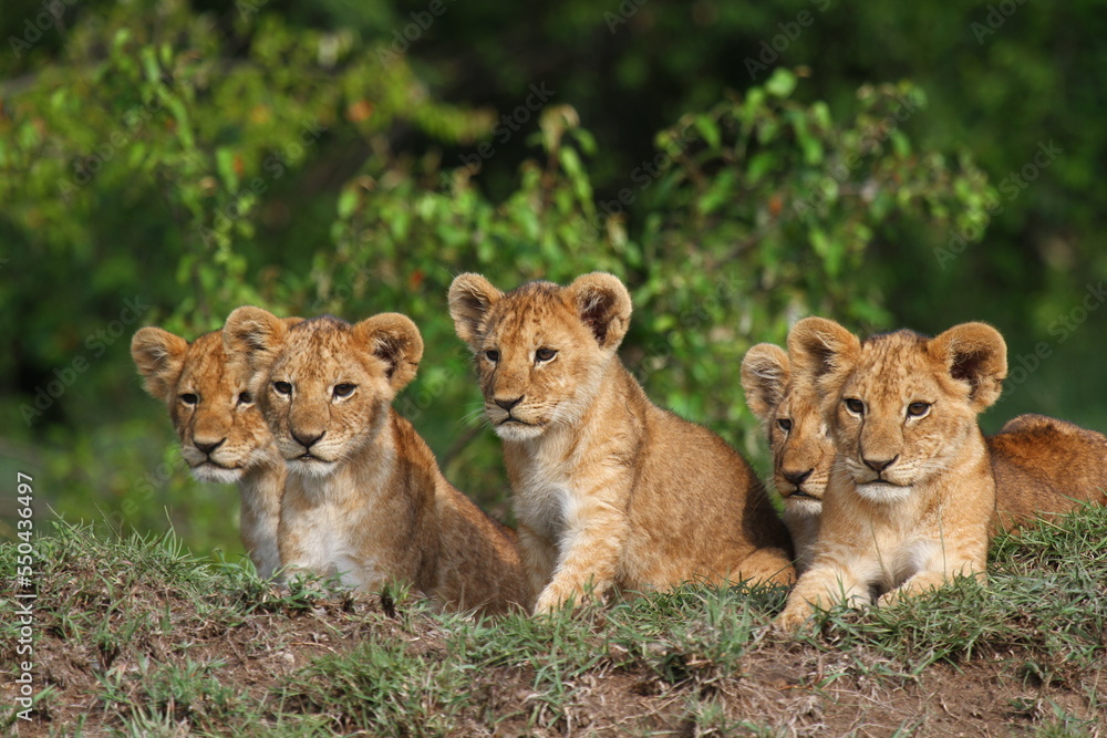 Five cute lion cubs looking into the camera, resting on a hill Five cute lion cubs looking into the camera, resting on a hill