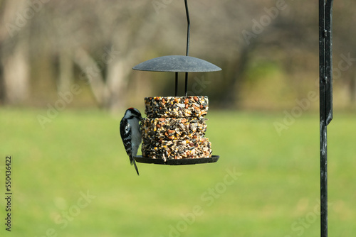 This female downy woodpecker has come to the seed cakes we have out for them for some much needed nourishment. The birdseed helps to give them energy. I love the black and white feathers. photo