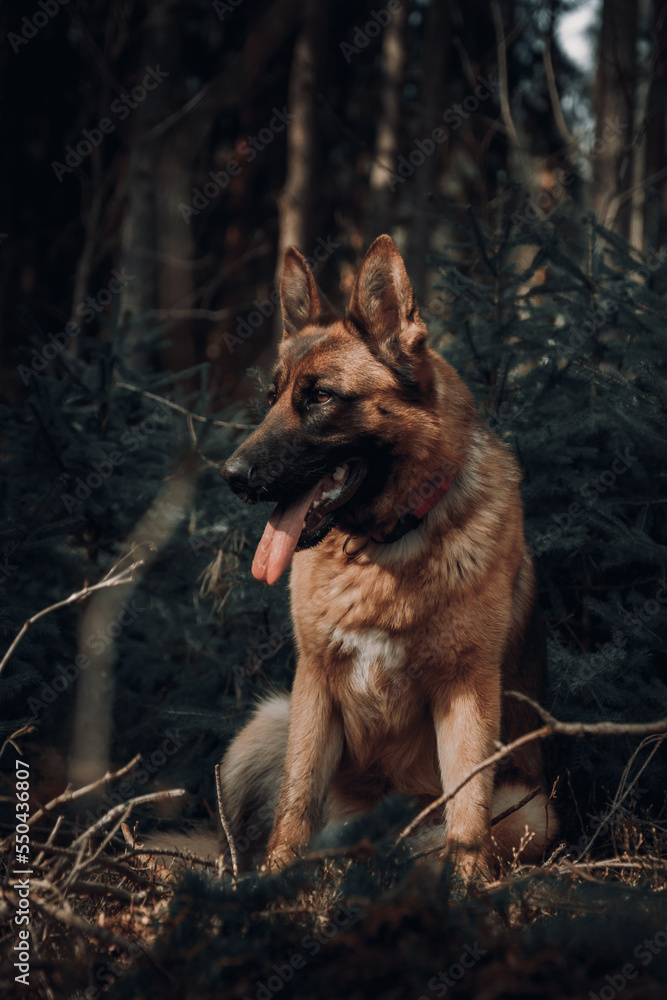 german shepherd dog is sitting on the grass. forest nature