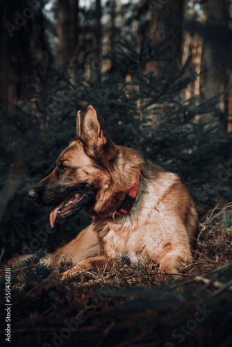 Fototapeta Naklejka Na Ścianę i Meble -  german shepherd dog lies on the grass. forest