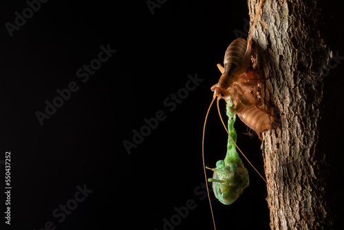Cicada (Cicadoidea) emerges from its exoskeleton, and is attacked and eaten by another insect. Nakai-Nam Theun National Protected Area. Laos.