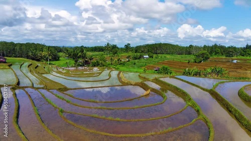 Beautiful morning in the growing season, with the weather a few days ago being very sunny and the rice growing fresh green in the farming area under the mountain of Kemumu Village, North Bengkulu photo