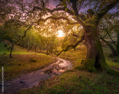 A seasonal, ephemeral creek in Marin County, California. photo