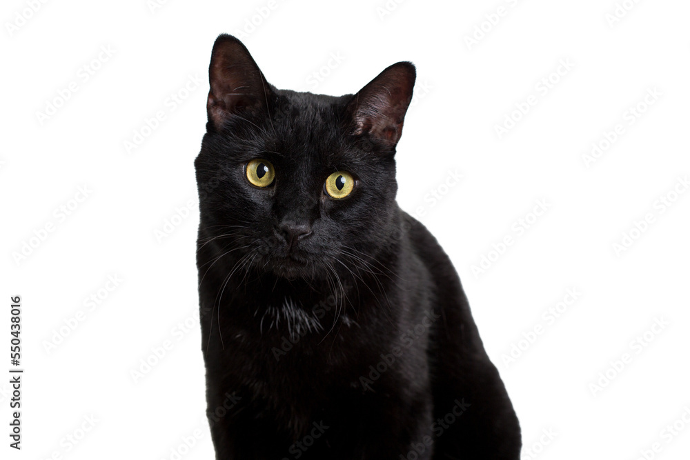 black cat on white background 
