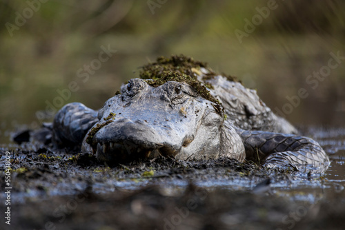 An American Alligator covered in mud and flora. photo