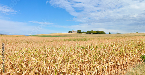 Beautiful countryside landscape with a dry corn field during the drought