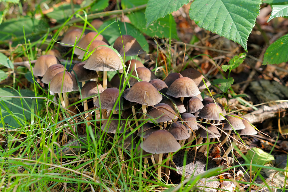 Viersporiger Nitrat-Helmling (Mycena stipata ) im Herbstwald - a group of Mycena stipata mushrooms in forest Viersporiger Nitrat-Helmling (Mycena stipata ) im Herbstwald - a group of Mycena stipata mushrooms in forest
