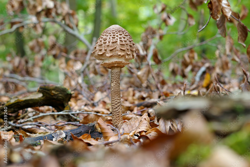 Riesenschirmpilz im Herbst - Parasol mushrooms in autumn Riesenschirmpilz im Herbst - Parasol mushrooms in autumn