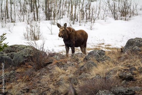 moose in yellowstone