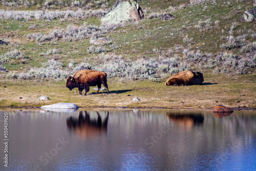bison near a reflective pond in yellowstone