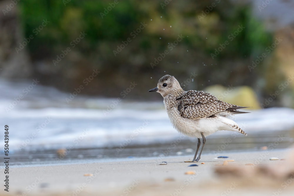 The grey plover or black-bellied plover (Pluvialis squatarola). Shorebirds, waders, Italy.