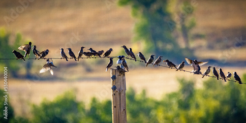 starlings on a wire