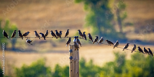 starlings on a wire