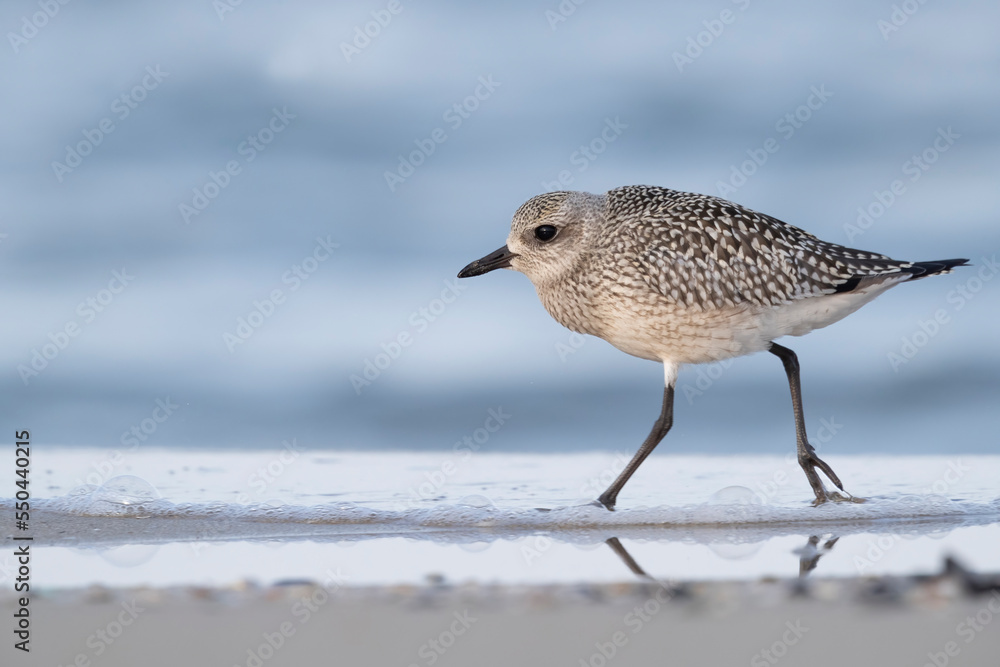 The grey plover or black-bellied plover (Pluvialis squatarola). Shorebirds, waders, Italy. The grey plover or black-bellied plover (Pluvialis squatarola). Shorebirds, waders, Italy.