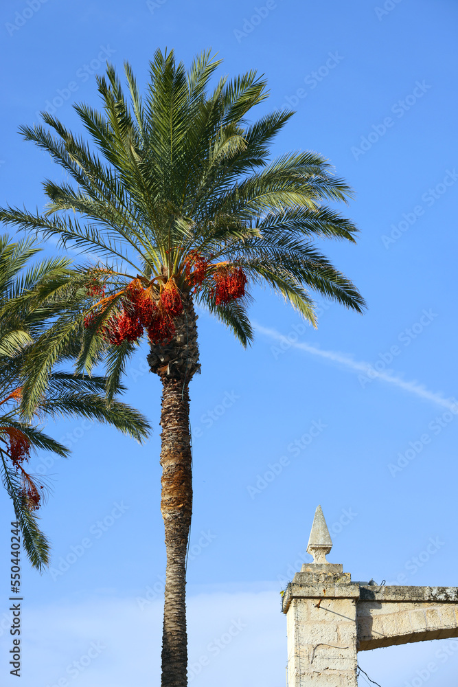 Palm trees against blue sky, Palm trees at tropical coast, coconut tree, summer tree