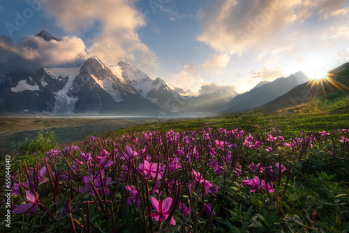 purple flower meadow in front of mountain  photo