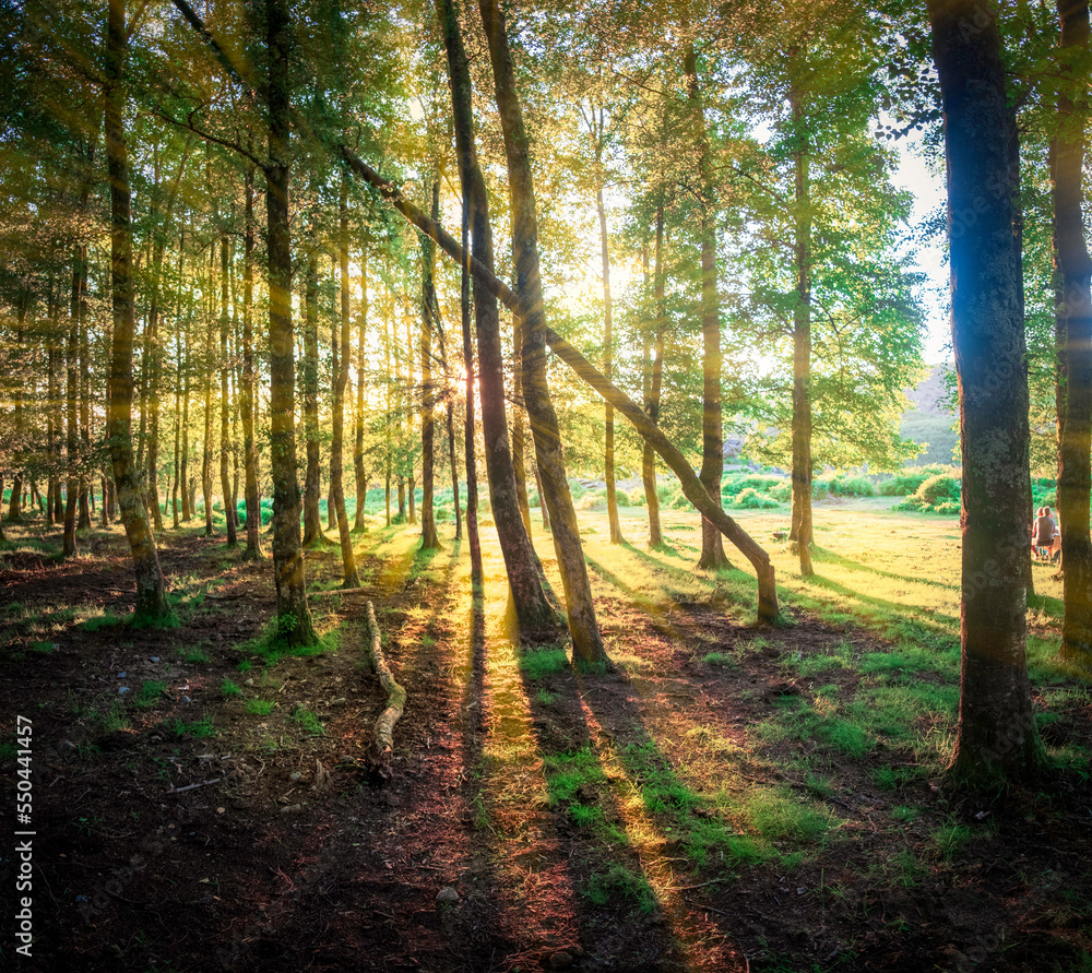 Obraz premium Passing