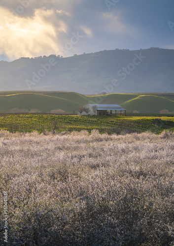 Almond orchards in full bloom, with green rolling hills, in California's Central Valley. photo