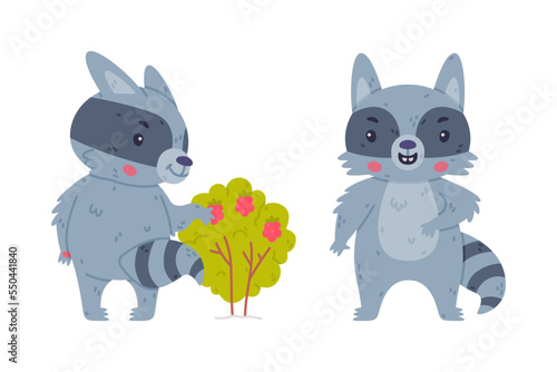 Funny Raccoon Animal Character with Striped Tail Eating Raspberry and Standing Vector Set