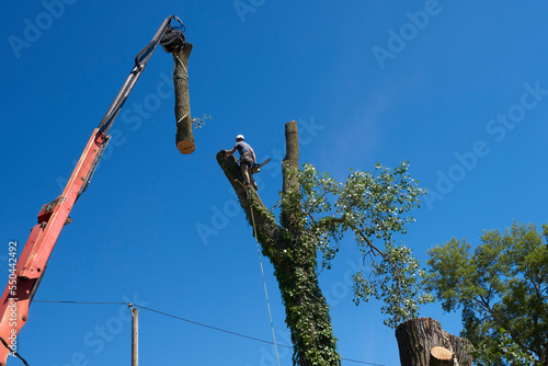 Urban forestry and the dangerous process of tree removal