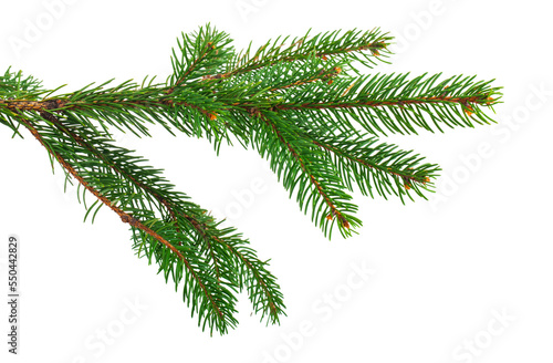 Christmas tree branch isolated on white background.
