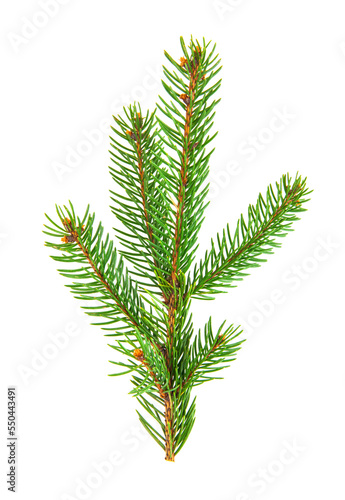 Green branch of a Christmas tree isolated on a white background.