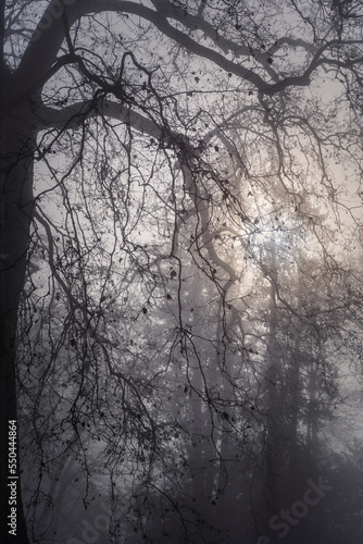 rayons du soleil et Silhouette des arbres dans la brume