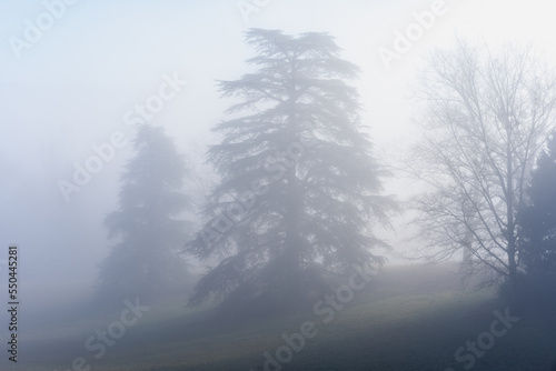 Silhouette des arbres dans la brume