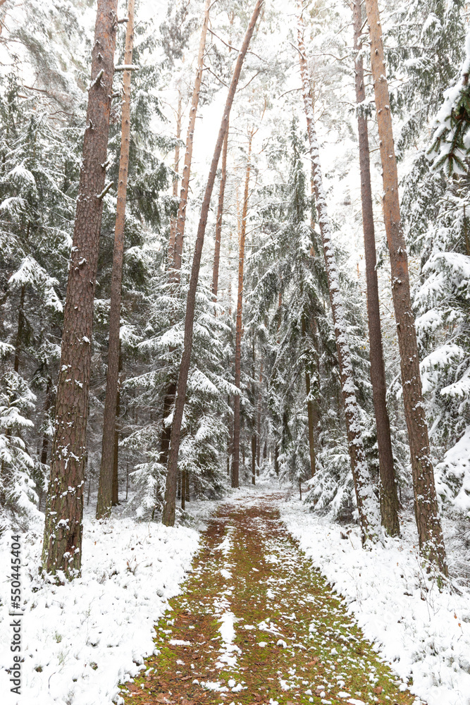 A dirt road running through a snow covered forest. A dirt road running through a snow covered forest.
