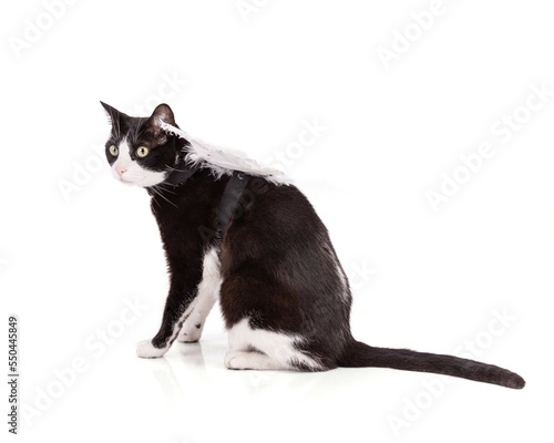 nice black and white cat with angel wings © emmapeel34