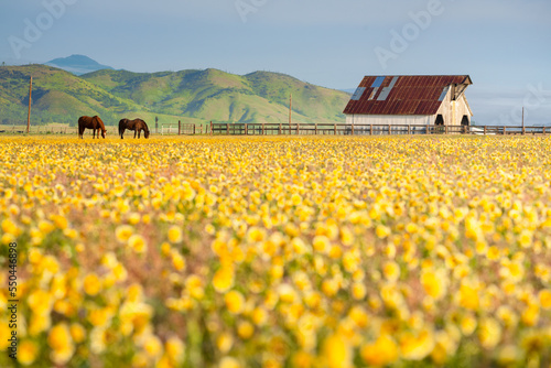 A photo of a barn with wildflower bloom in the Central Valley of California. 