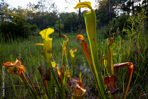Carnivorous pale pitcher plant, Big Thicket National Preserve, Texas.  photo