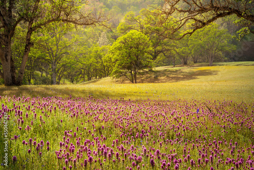 Oak trees and wildflower field in soft afternoon sunlight, Central Valley, California. photo