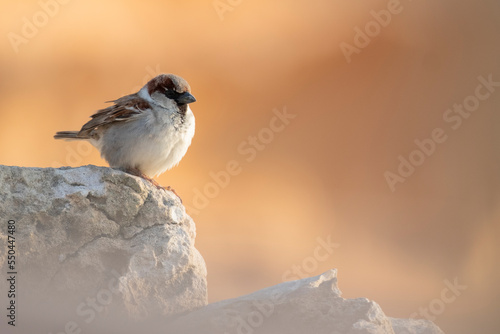 House Sparrow (Passer domesticus), male perched on some rocks. Platges de Comte. Eivissa. Balearic Islands. Spain.