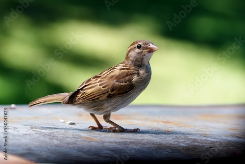  Juvenile house sparrow. Portrait. Moravia. Czechia. 