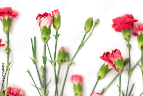 Fototapeta Naklejka Na Ścianę i Meble -  Small bouquet of red carnations on a white background, copy space, Fuchsia carnations in a row isolated on white background. Happy mothers day, womens day, wedding and valentines day. Greeting card
