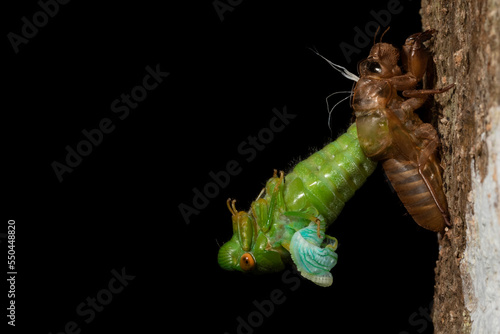 Adult cicada (Cicadoidea) emerging from its exuvia on tree trunk. Nakai-Nam Theun National Protected Area. Laos.